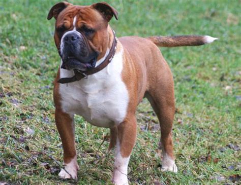 olde english bulldogge life expectancy.